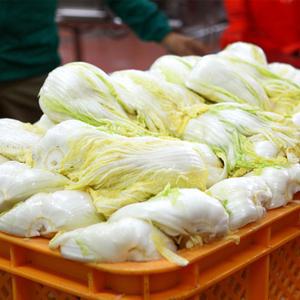절임배추 강원도 고랭지 김장배추 20kg 영월 절인배추 휘파람