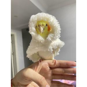 뽀글이 망토 의류 앵무새옷 1 의상 핑크 가을 앵무새 보온 후드 호피 겨울