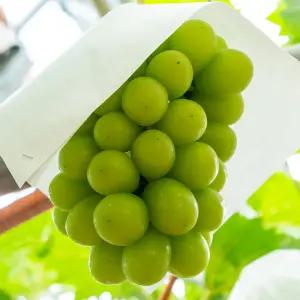 국내산 씨없는 샤인머스켓 가정용 2kg(2-3수)