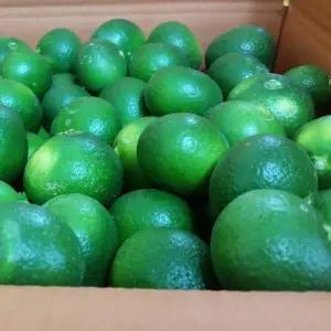 8월 첫수확 제주 청귤 풋귤 특상품 로얄과 10kg 에이드 청