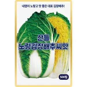 산들 노랑김장 배추씨앗 500립 내엽이 노랗고 맛 좋은 대표 김장배추씨 종자