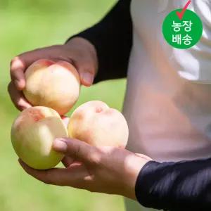 달콤한 과즙 황도 털복숭아 2kg(대과) 5-7과내외
