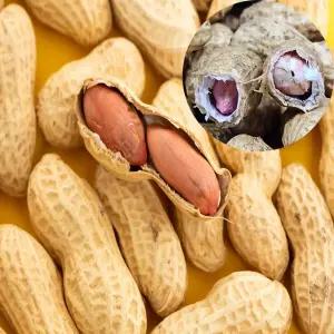 햇땅콩 500g 1kg 풋땅콩 쩌먹는 생땅콩 피땅콩 2025년 삶아먹는 제철 껍질있는 피생땅콩