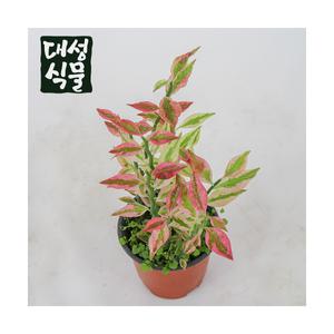 화은용 화은룡 소형 천국의계단 다육이 대운용 대은룡 실내식물 대성식물