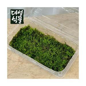 생 이끼 테라리움 비바리움 만들기 재료 DIY 조경 수경 대성식물