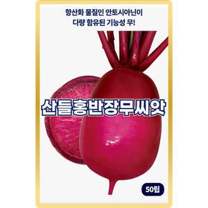 산들 홍반장 무씨앗 50립 항산화 물질 안토시아닌 다량 함유 소량 적색무씨 종자