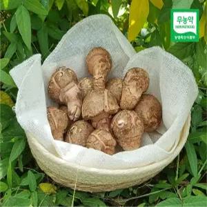 국내산 무농약 참송이버섯 2KG (가정용/실속형) GAP