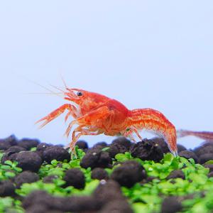 아쿠아마켓 미니 오렌지 가재 1마리 / 사착보상 안전포장비무료 /