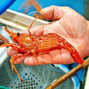 [죽도시장] 특산물 생물 단새우 독도새우 꽃새우 500g 1kg 홍새우 아마에비 새우회 구이용 횟감
