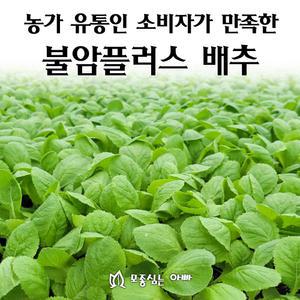 [모종심는아빠] 농가 유통인 모두가 만족한 불암플러스 배추 모종105개(트레이한판)