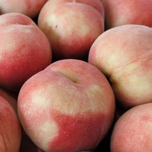 [작심밀도]자연맑음 대극천 복숭아 1kg 중소과 11-13과)