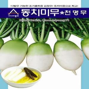 동치미무 천명 무우 씨앗(2,000립)
