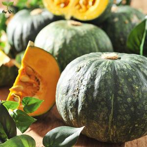 제철농산 꿀맛 포슬포슬 달콤! 제주 미니 밤호박 미니 단호박 소과 로얄과(10kg)