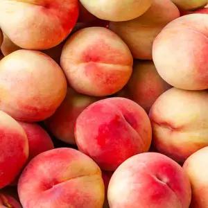 25년 경북 영천 복숭아 소과 2kg 딱딱이 백도 제철