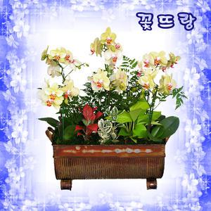 [타이타바바라] 축하, 취임, 실내장식 등 ▣전국무료 당일배송▣