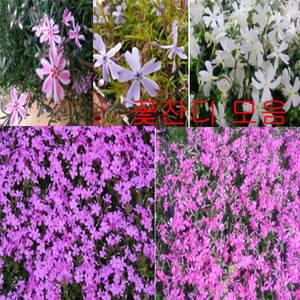 [나무팜]꽃잔디모종(3치포트30개/한판)봄꽃 야생화 조경용 색상선택/ 홍설 분홍 흰색 연보라/ 봄꽃 야생화