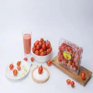 [달콤마켓]대추방울토마토 (소과)2kg 2박스구매시 1kg추가 발송