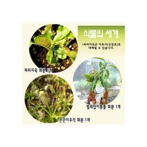 식충식물3종 - 식물의 세계