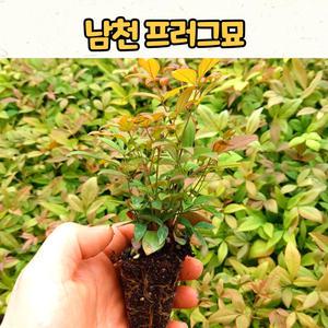 남천모종 트레이판(72구) 남천 나무 / 트레이묘
