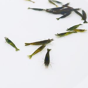 그린제이드 새우1.5-1.8cm 최상급 2마리 관상용 어항 수초 이끼청소