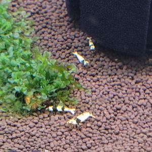 CBS새우 1.2-1.4cm ss-sss급 2마리 관상용 흑비 비쉬림프