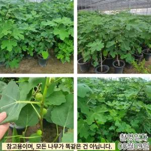 무화과나무 묘목 (승정도후인) 결실주 화분