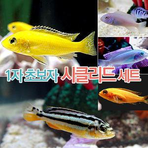 관상어 열대어 시클리드 / 피알피쉬 1자 말라위 시클리드(5마리) + 따개비 세트