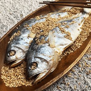 영광법성포 보리굴비(손질용)-왕왕대10마리 약33cm이상(가장큰사이즈)-개별진공-