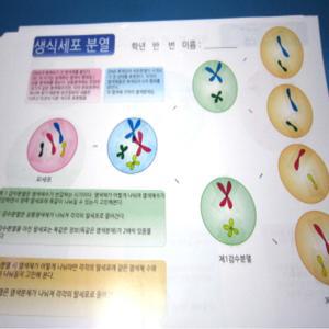 생식세포 분열 스티커 10인용 - 체세포분열과 생식세포분열 양면인쇄