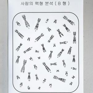 A고등 생명과학 수행평가용 핵형분석 스티커 분석표세트 60인용 집중력 학교