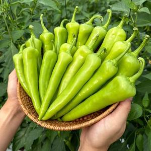 국내산 순한맛 당조고추 1kg