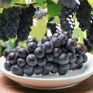 여름 대표과일 제철과일 거봉 포도 1kg(2-3수)