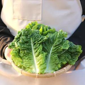 농산물마루 국내산 청상추 산지직송 500g~