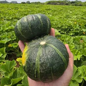제주 햇 보우짱 단호박 밤호박 2kg 5kg