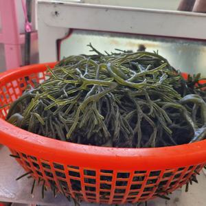 남해안 청각 3kg