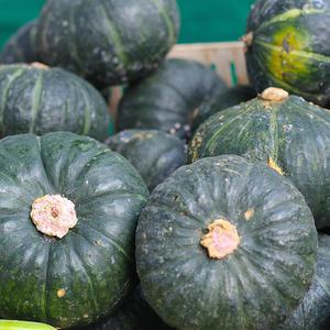 제주 보우짱 미니 밤호박 8kg(과당 300~400g / 20~27개)