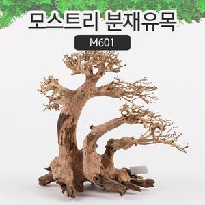 모스트리 분재 유목 M601 / 수족관 어항 수조 장식품 모스 수초 활착 꾸미기 레이아웃 구피 열대어