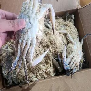 살아서 도착하는 톱밥포장 활꽃게 2KG(암수혼합)