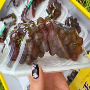 델라웨어 데라웨어 씨없는포도 미니포도 국산청포도 1KG 2KG