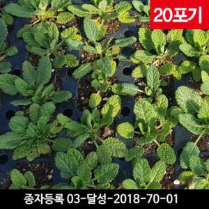 곰보배추모종 20포기 - 건강한 국산 곰보배추씨앗