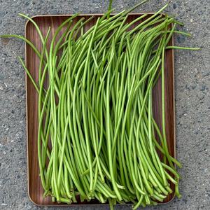 해남 생 고구마순 1KG 신선한 고구마줄기