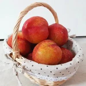 영천 도담 추희 자두 2kg 노지자두 햇자두 새벽수확