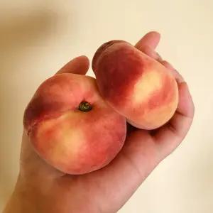 백도 딱딱이 말랑이 거반도 납작복숭아 2kg 중 (8월18일부터 순차출고)