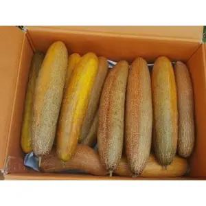 오이 노각오이 10kg 내외 야채맘