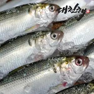 서해안 전어(구이용) 500g
