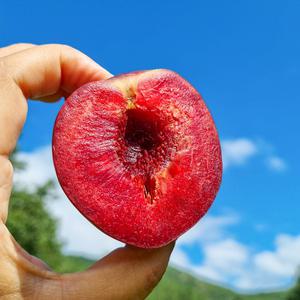 [롯데백화점]남도사랑 피자두(솔담자두) 2kg (상특품,18-32개내외)