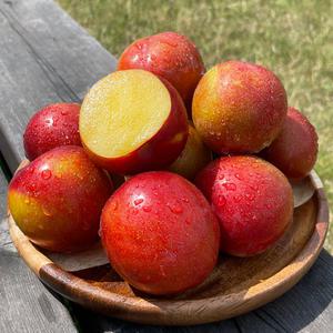 세모농 햇 자두  2kg 추희자두 1kg
