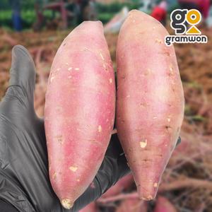 햇고구마 대 5kg 국내산 고구마