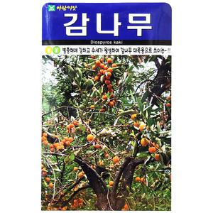 감나무 100립 아람 25년 감나무씨앗 고욤씨앗