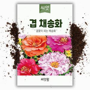 겹채송화 씨앗 1000립 1년생 채송화 꽃씨 야생화 꽃씨앗